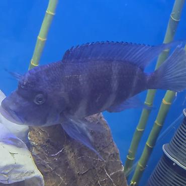 heyvan yemleri: Akvarium üçün Afrika siklidi – Frontosa (Cyphotilapia frontosa) - — 3