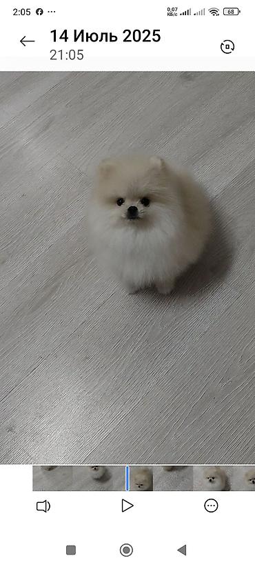 Продажа собак: Шпиц, 3 месяца, Самец, С родословной — 5