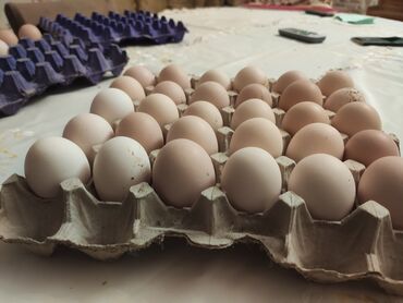 Digər quşlar: Avstralop yumurtaları İnqibator üçün. ideal çıxış verir. təmiz qandır -da lalafo.az — 2 Digər quşlar: Avstralop yumurtaları İnqibator üçün. ideal çıxış verir. təmiz qandır — 2