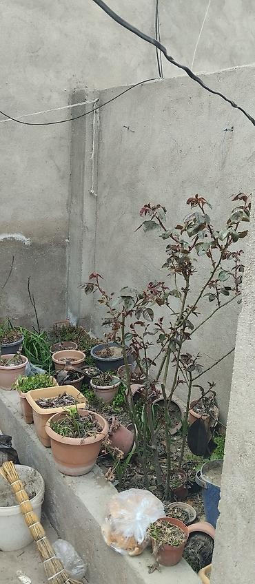 ev bakı: Bakı, Hökməli, 2 kv. m, 3 otaqlı, Hovuzsuz, Qaz, İşıq, Su — 9