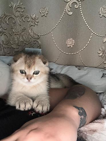Кошки: Золотая шиншилла, Самец, В добрые руки, Самовывоз — 2