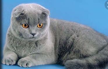 Коты: Ищем кота для вязки голубого окраса скоттиш страйт. Только с