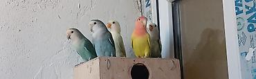 Quşlar: Sevgiquşları (Lovebird) – müxtəlif rəng kombinasiyaları - Növlər — 1