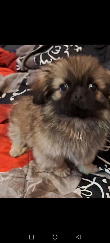 ev piwikleri: Pekines, 5 ay, Erkək, Peyvəndli — 1