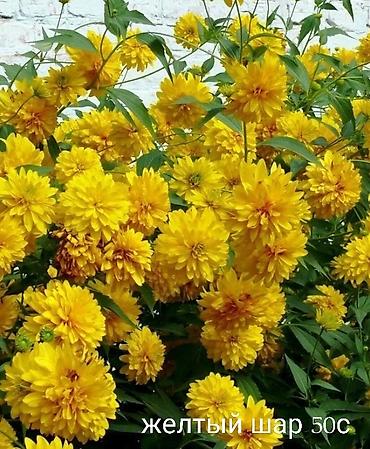 Другие виды семян и саженцев: Все растения что на фото, есть в наличии — 3