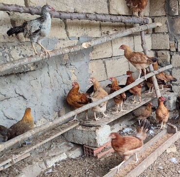 Cücələr: Toyuq cücələri, Damazlıq, Ünvandan götürmə