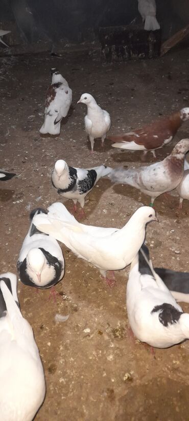 xacmaz qoyun: Quşlar öz heyvanlarimdi bir nəsildir hamısı aralarında sapi yoxdu