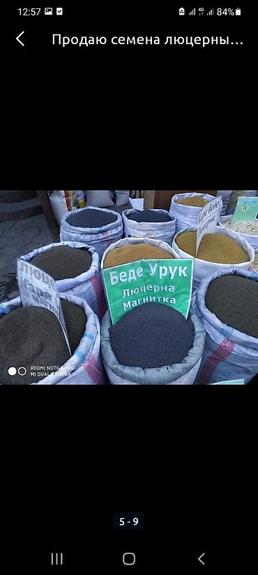 Кормовые растения: Беде урук, эспарцет урук сатылат, жугору урук кепилдиги менен дун жана — 6