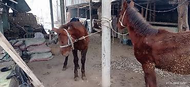 Лошади, кони: Продаю | Кобыла (самка) | На забой, Для разведения — 13