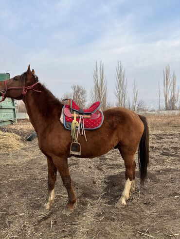 продажа куры: Продаю | Конь (самец) | Дончак | Рабочий