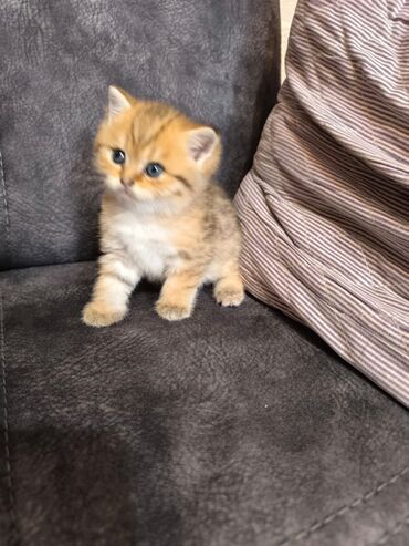 Pişiklər: Şotland uzun tüklü, Ödənişli çatdırılma — 5