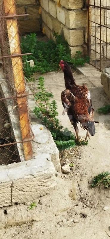 bala tutuquşu: Atası orginal toyuq tük anası saribelerdəndi apreldə çıxıb fərədi — 1