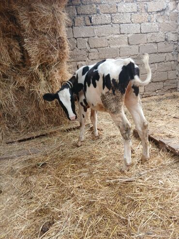 Inəklər, öküzlər: Dişi, il: 3, 3 kq, Damazlıq, Ünvandan götürmə — 16