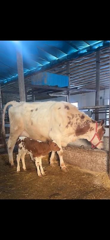 Inəklər, öküzlər: Südlük inək və buzov - Cins: alaca (şəkillərdə qırmızı-alaca rəngli) — 18