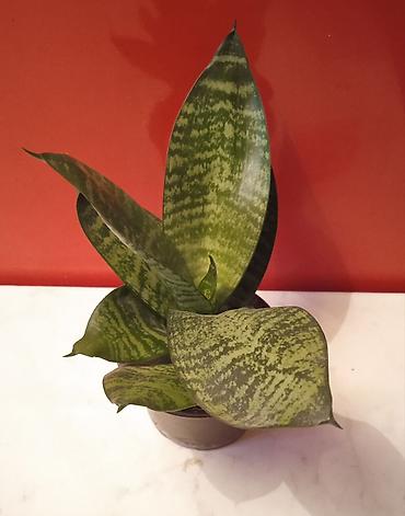 yaponka cucəsi: Sansevieria “Hahnii” (Qıvrım ilan bitkisi) – kompakt otaq bitkisi - — 1