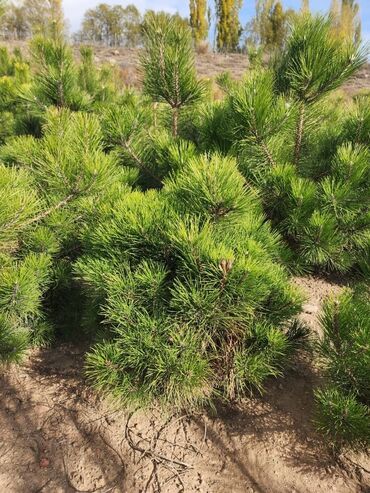 Декоративные деревья: Саженцы деревьев: Ели — 6