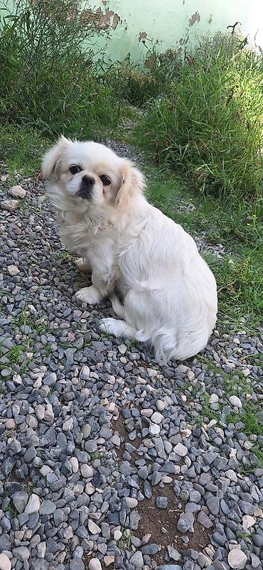 quru it yemi: Pekines, 8 ay, Dişi, Peyvəndli, Ünvandan götürmə — 2