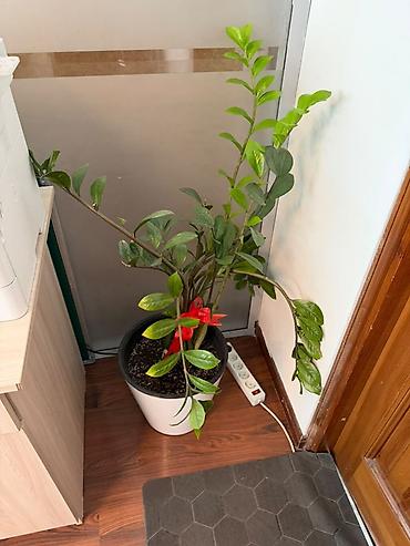 замиокулькас черный: Замиокулькас (Zamioculcas zamiifolia) в горшке. - Крупное — 6
