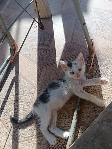 отдам котят: Самец, Самка, В добрые руки, Самовывоз, Бесплатная доставка — 3