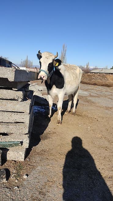 Коровы, быки: Продаю | Корова (самка) | Для разведения, Для молока | Стельные at lalafo.kg — 21 Коровы, быки: Продаю | Корова (самка) | Для разведения, Для молока | Стельные — 21