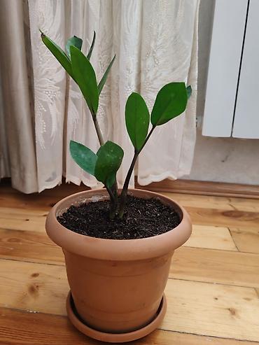 dibcək gul: Zamiokulkas (ZZ plant) – dekorativ ev bitkisi - Növ: Zamioculcas — 2
