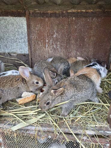 Кролики: Продаю | Крольчата | Фландр, Французский баран | Для разведения | Племенные