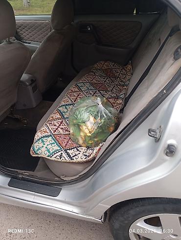 Nissan: Nissan Primera: 2001 г., 1.6 л — 6