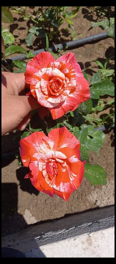 Tinglər: Məhsul: Gül kolları (gül tingləri) - Növlər və rənglər: - — 1