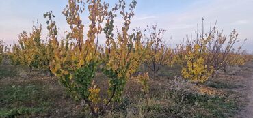 Tinglər: Meyvə tingləri – intensiv bağlar üçün - Növlər: alma və armud heyva — 15