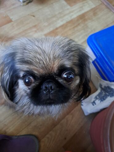 шарпей собака цена: Пекинес, 4 жаш, Ургаачы, Эмделген