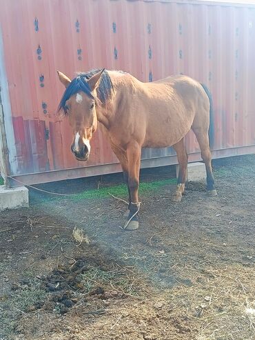 домик для животных: Продаю | Кобыла (самка) | Для разведения, Конный спорт