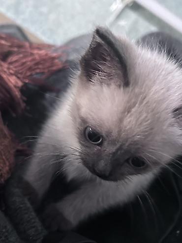 Продажа кошек: Тайская, 2 месяца, Мальчик — 1