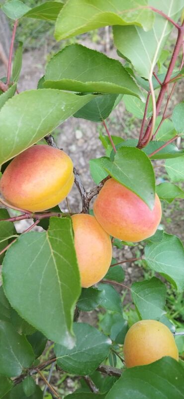 Tinglər: Hər növ meyvə aqcların satşı hər bir sort var çadrlma pulsuzdur meyvə — 30