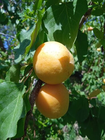 Meyvə və giləmeyvə: Bütün növ meyvə tinglərinin satışı mümkündür. Öz sahəmizdən satırıq — 3