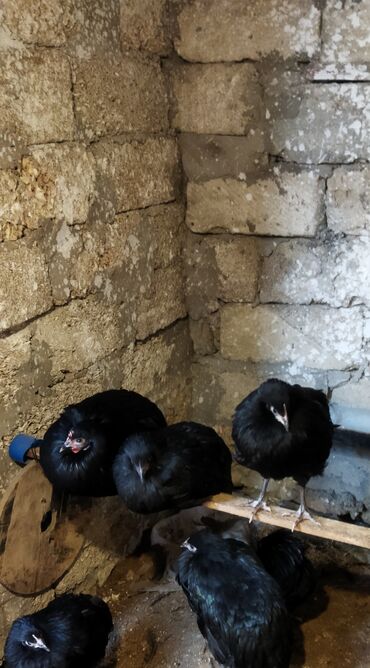 Toyuqlar: Toyuq, Damazlıq — 1