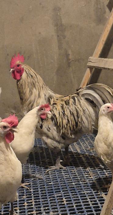 sebzi quşu: Avstralorp Motlet Avstralorp 11 aylıq Barter edilir Boynunyoluq Ankona — 1
