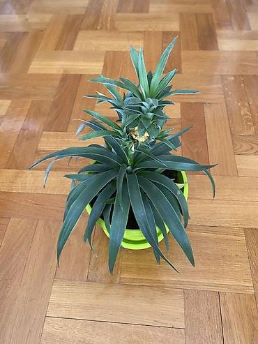 plasticne kucice: Ukrasni ananas u saksiji (Ananas comosus var. ‘Corona’/ornamental) - — 2