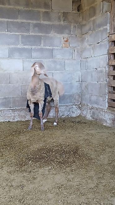 арабский ат: Продаю | Баран (самец) — 6