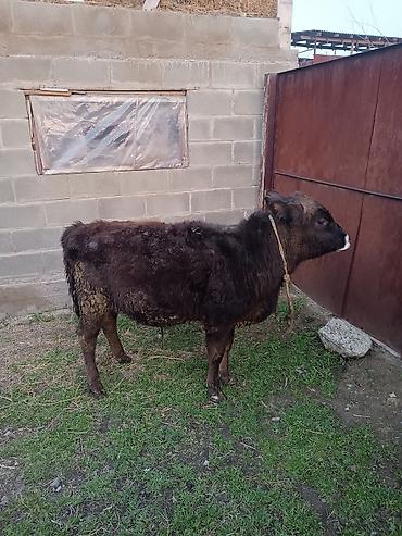 Коровы, быки: Продаю | Бык (самец) | Абердин-ангус | На откорм | Искусственник — 8