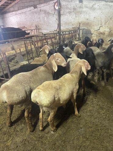 объявления о найденных собаках: Продаю баран 18 штук 12 кочкоров 6 ярок