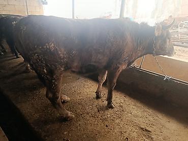 Коровы, быки: Продаю | Бык (самец) | Швицкая | На откорм | Привязанные — 5