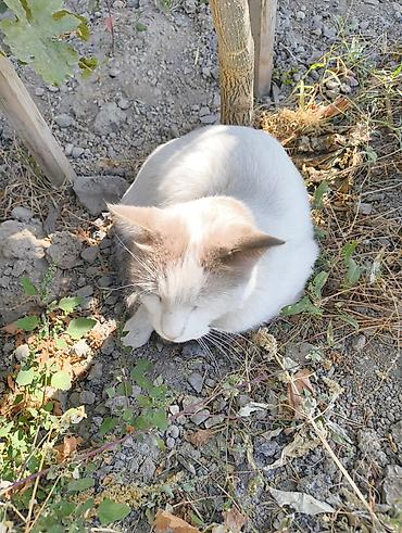 Кошка/кот домашний, короткошёрстный. Окрас: белый с кремово-серыми