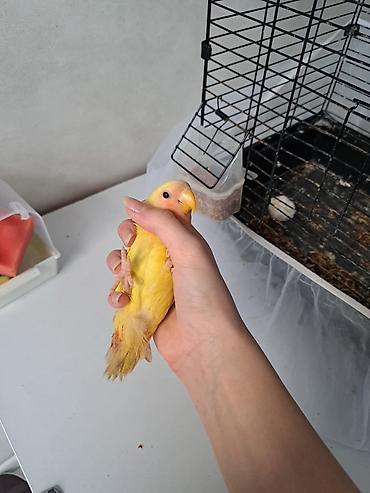 Tutuquşları: 3 aylıq bala dişi quş satılır. Ələ uyğunlaşan, mehriban quşdur.🦜 — 8