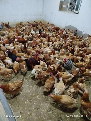 kone kors: 9,10 aylıq damazlıq toyuqlar satılır,hal hazırda yumurtlayirlar — 1