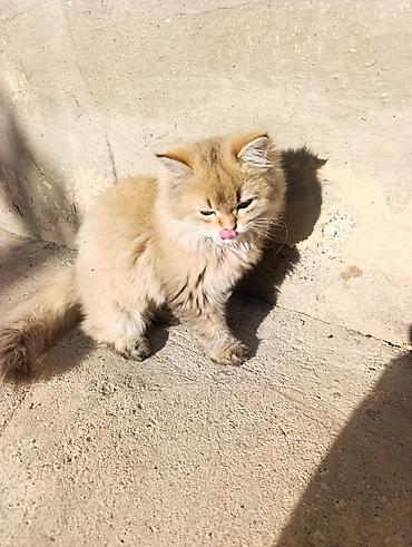 шотландская котята: Скотиш Страйт (Шотландская прямоухая), 4 месяца, Мальчик, Золотая шиншилла, Приучена к лотку, Проглистована — 6