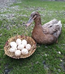 qafqaz coban iti: Blue Rouen Ördeklerinin yurtası