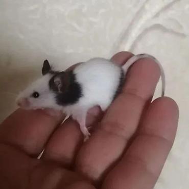 Хомяки: Продаются хомячки джунгарские, сирийские, ангорские пушистые хомячки — 7