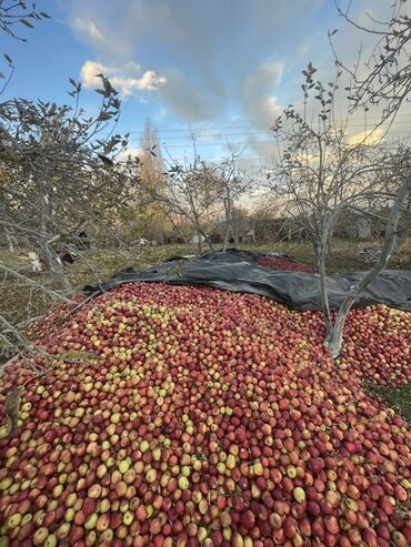 куплю мебел бу: Яблоки