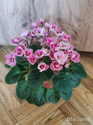 Фиалки и глоксинии: В продаже детки,пасынки сортовых мини и полумини фиалок 🌺🌿🌺 at lalafo.kg — 24 Фиалки и глоксинии: В продаже детки,пасынки сортовых мини и полумини фиалок 🌺🌿🌺 — 24