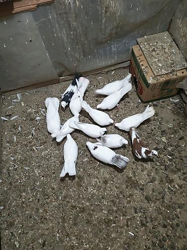 ekran ucun pisik sekilleri: Məhsul: Göyərçinlər (ev quşları) — 2